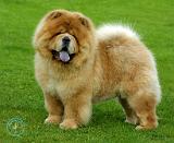 Chow Chow